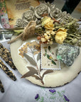 SugarMuses® - The Deluxe Box