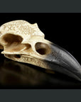 Raven Skull Statue - The MidnightMuses Collection, statue - SugarMuses